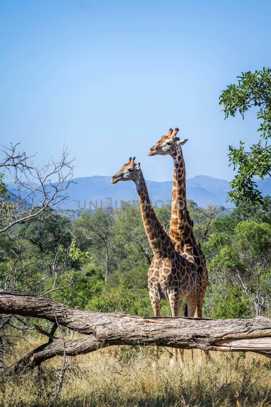 Specie Giraffa camelopardalis family of Giraffidae