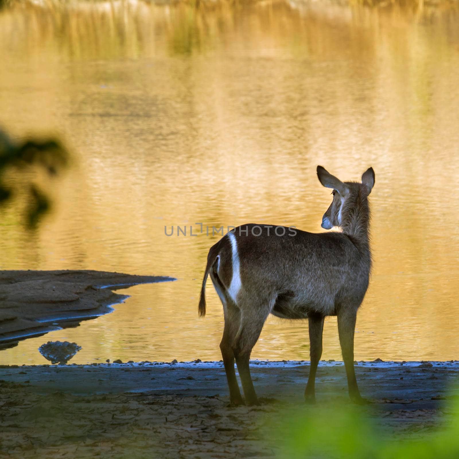 Common Waterbuck in Kruger National park, South Africa by PACOCOMO