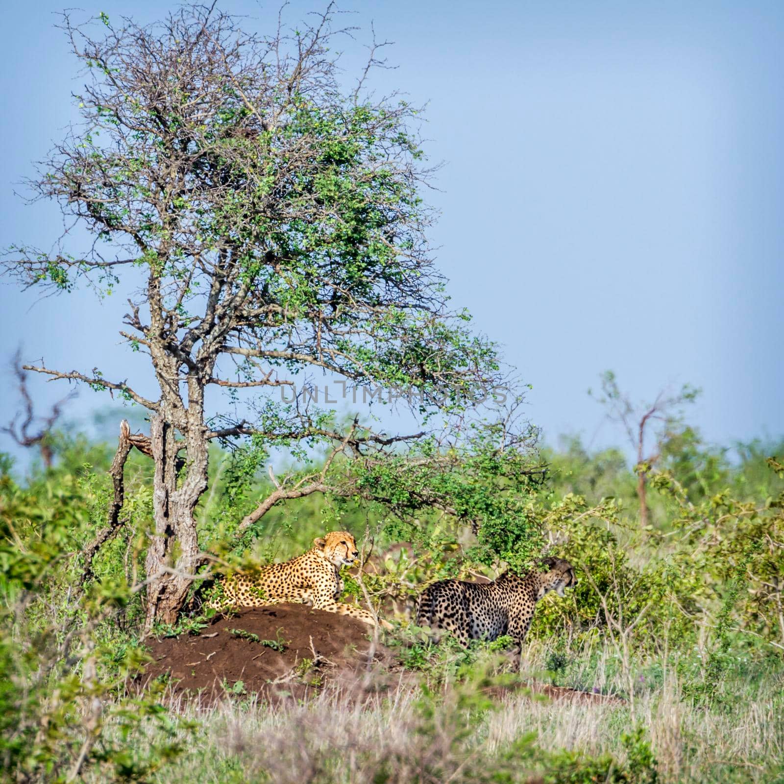 Specie Acinonyx jubatus family of Felidae