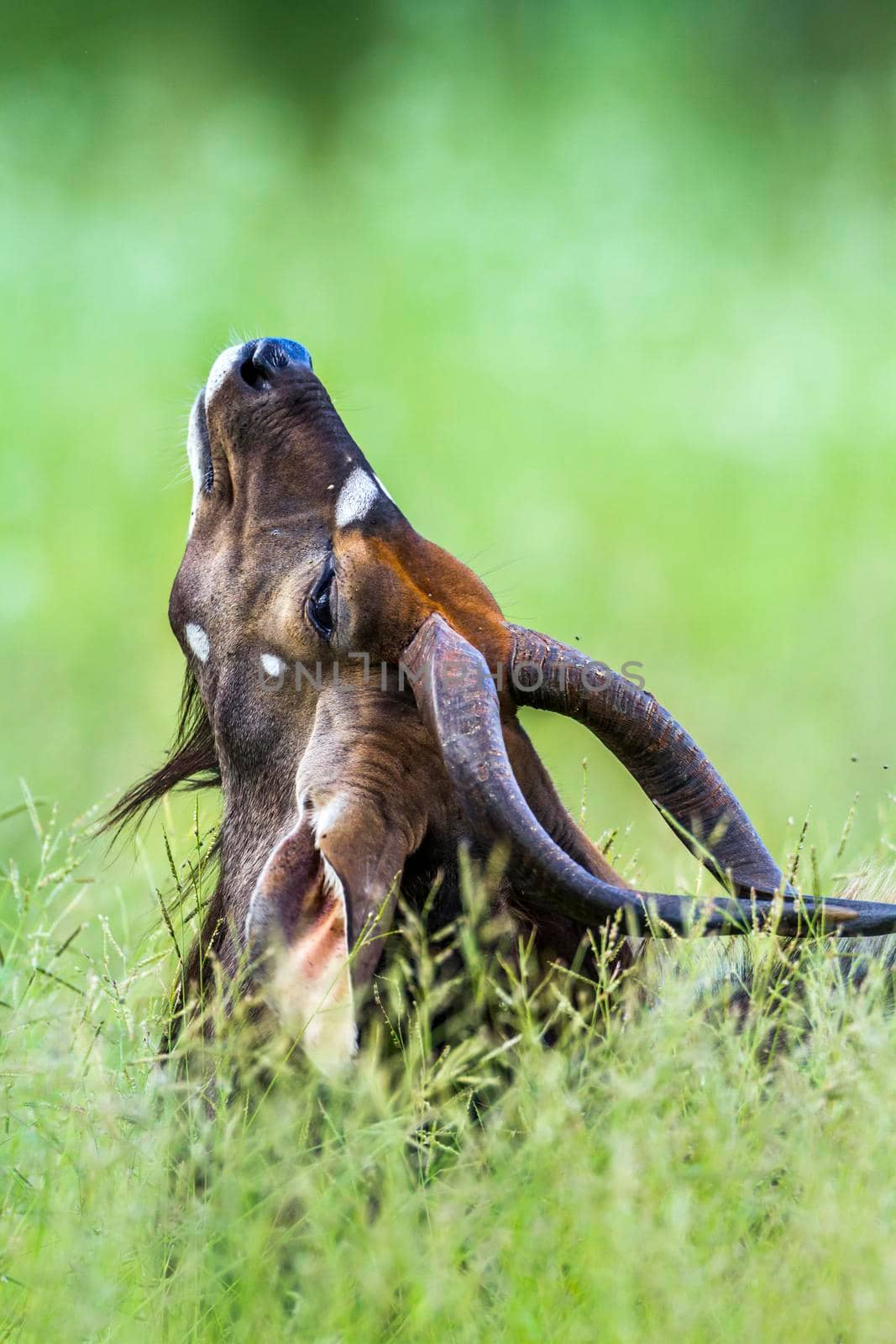 Specie Tragelaphus angasii family of bovidae