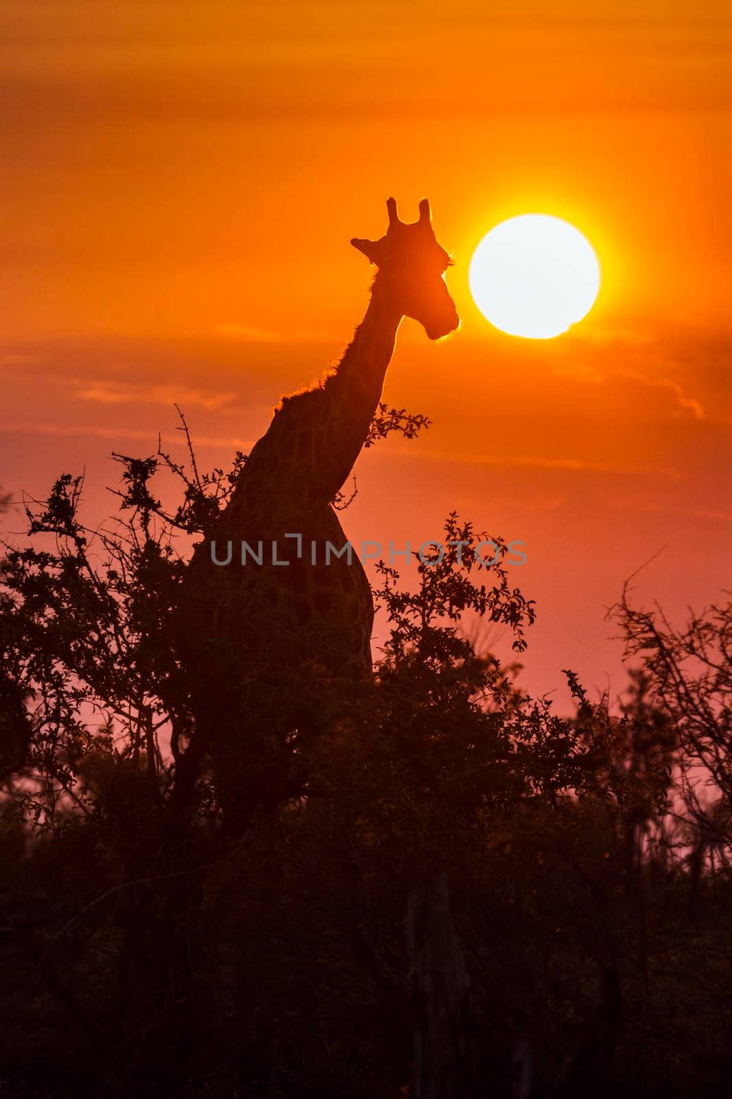 Specie Giraffa camelopardalis family of Giraffidae