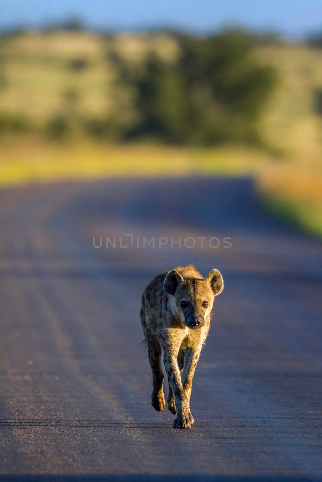 Spotted hyaena in Kruger National park, South Africa by PACOCOMO