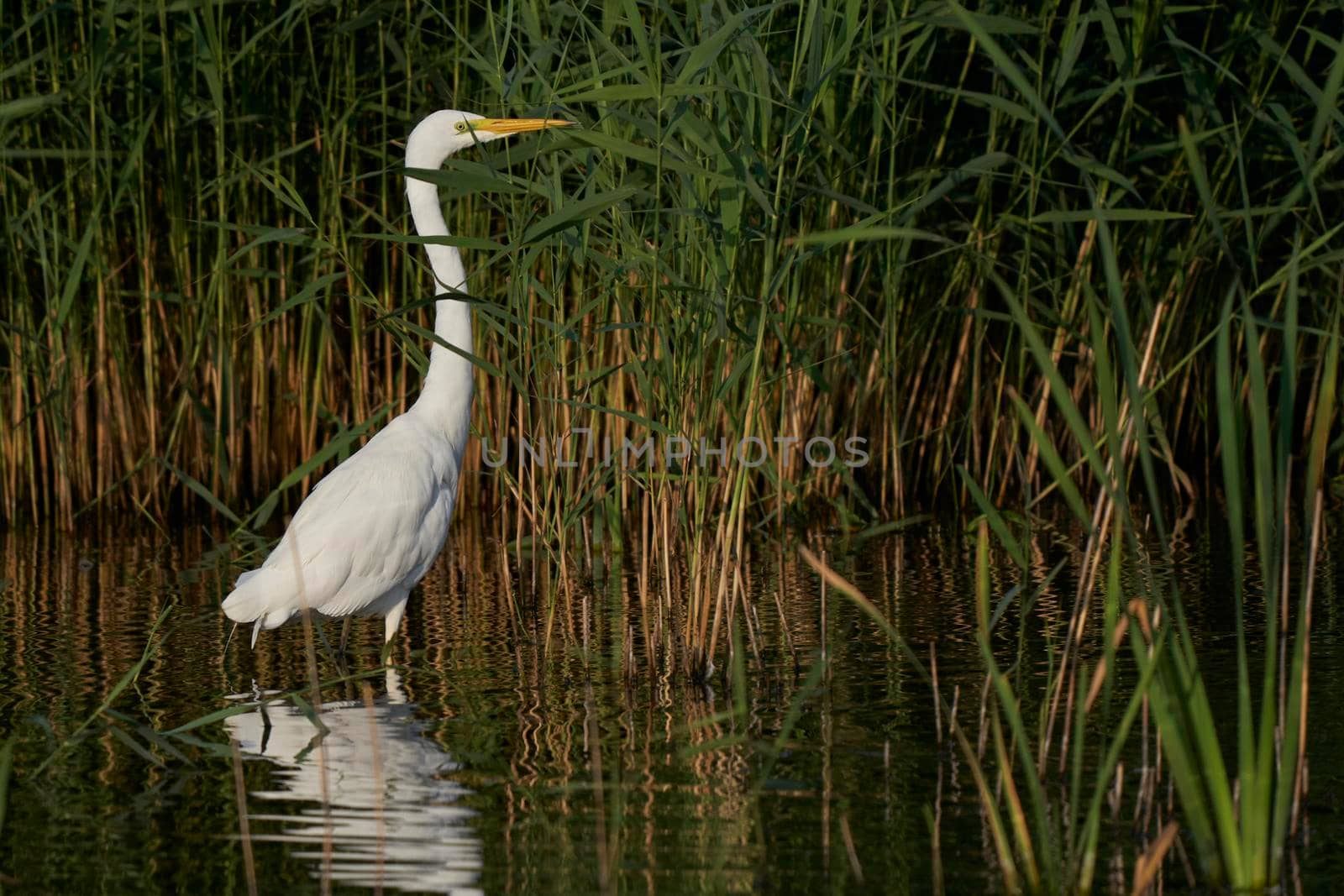 Great White Egret (Ardea alba) hunting amongst the reed along the edge of a lake at Ham Wall in Somerset, United Kingdom.