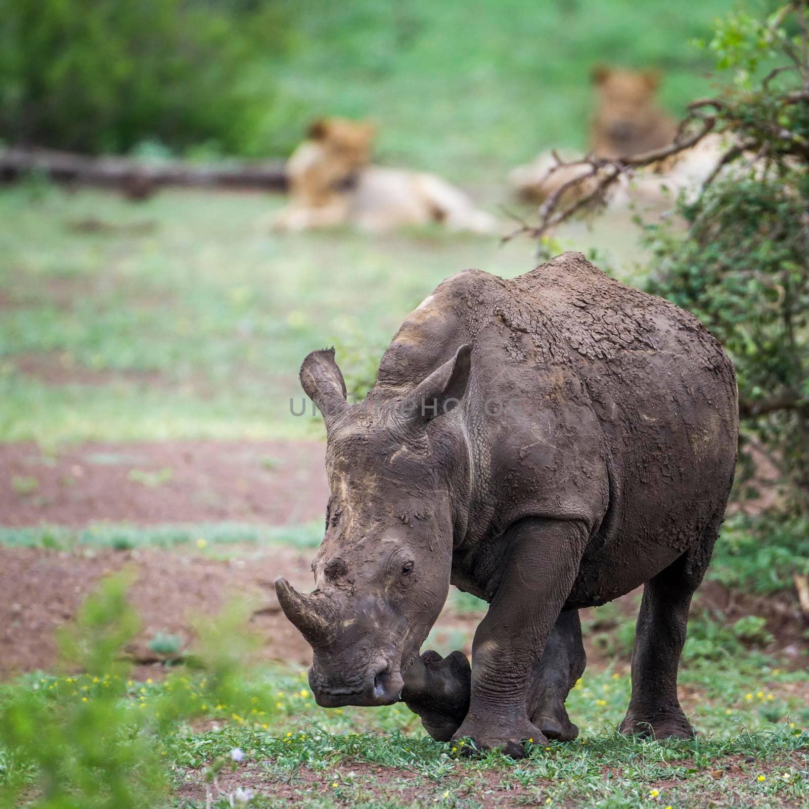 Specie Ceratotherium simum simum family of Rhinocerotidae