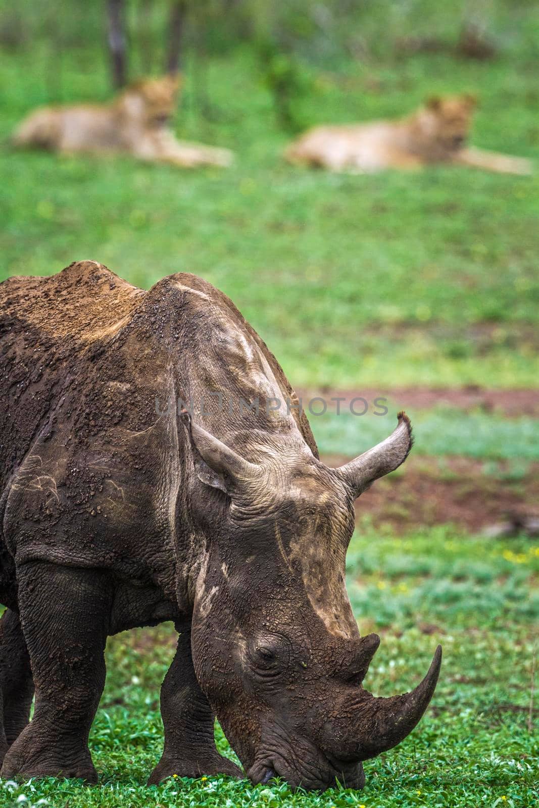 Southern white rhinoceros in Kruger National park, South Africa by PACOCOMO