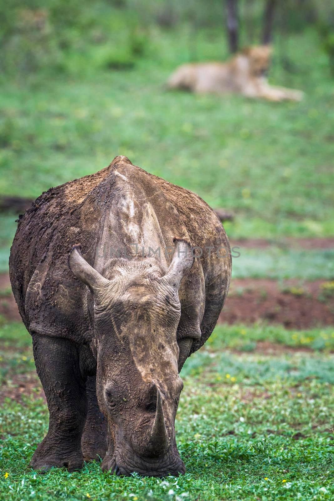 Specie Ceratotherium simum simum family of Rhinocerotidae