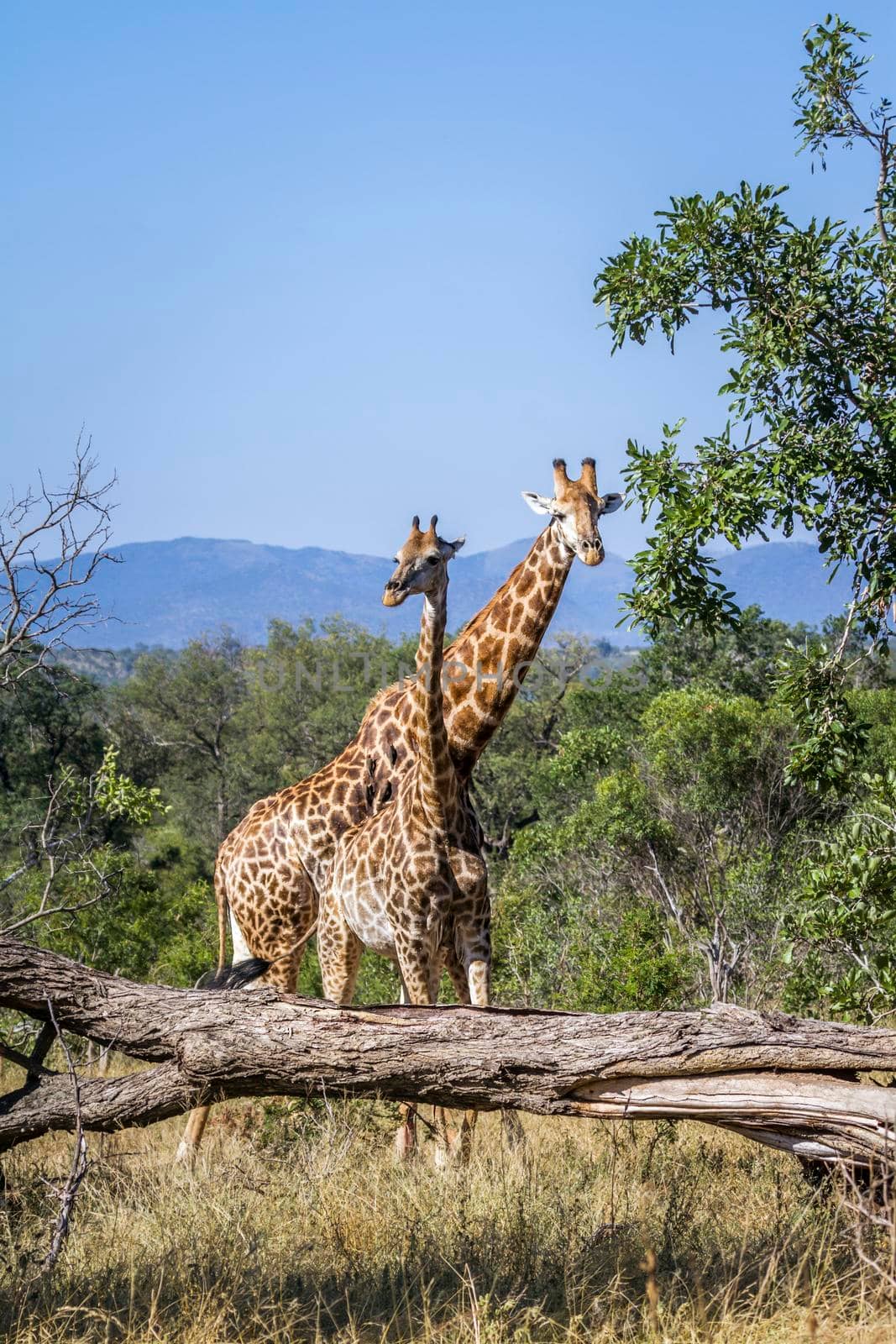 Specie Giraffa camelopardalis family of Giraffidae