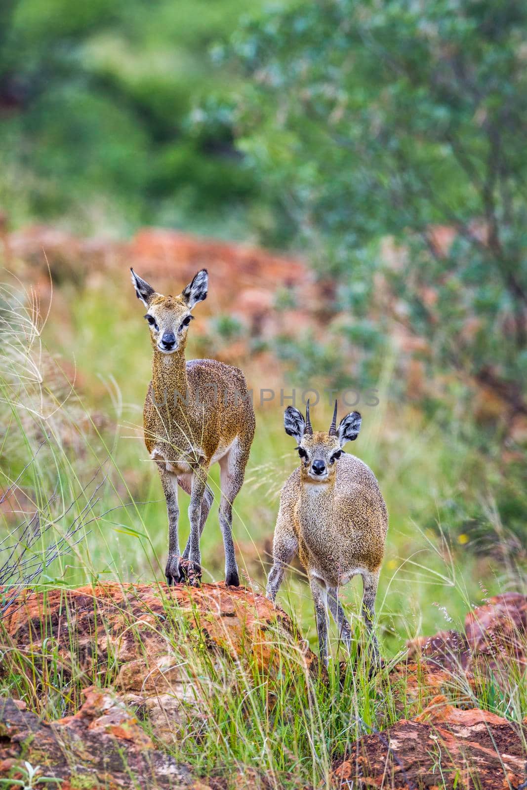 Specie Oreotragus oreotragus family of  Bovidae