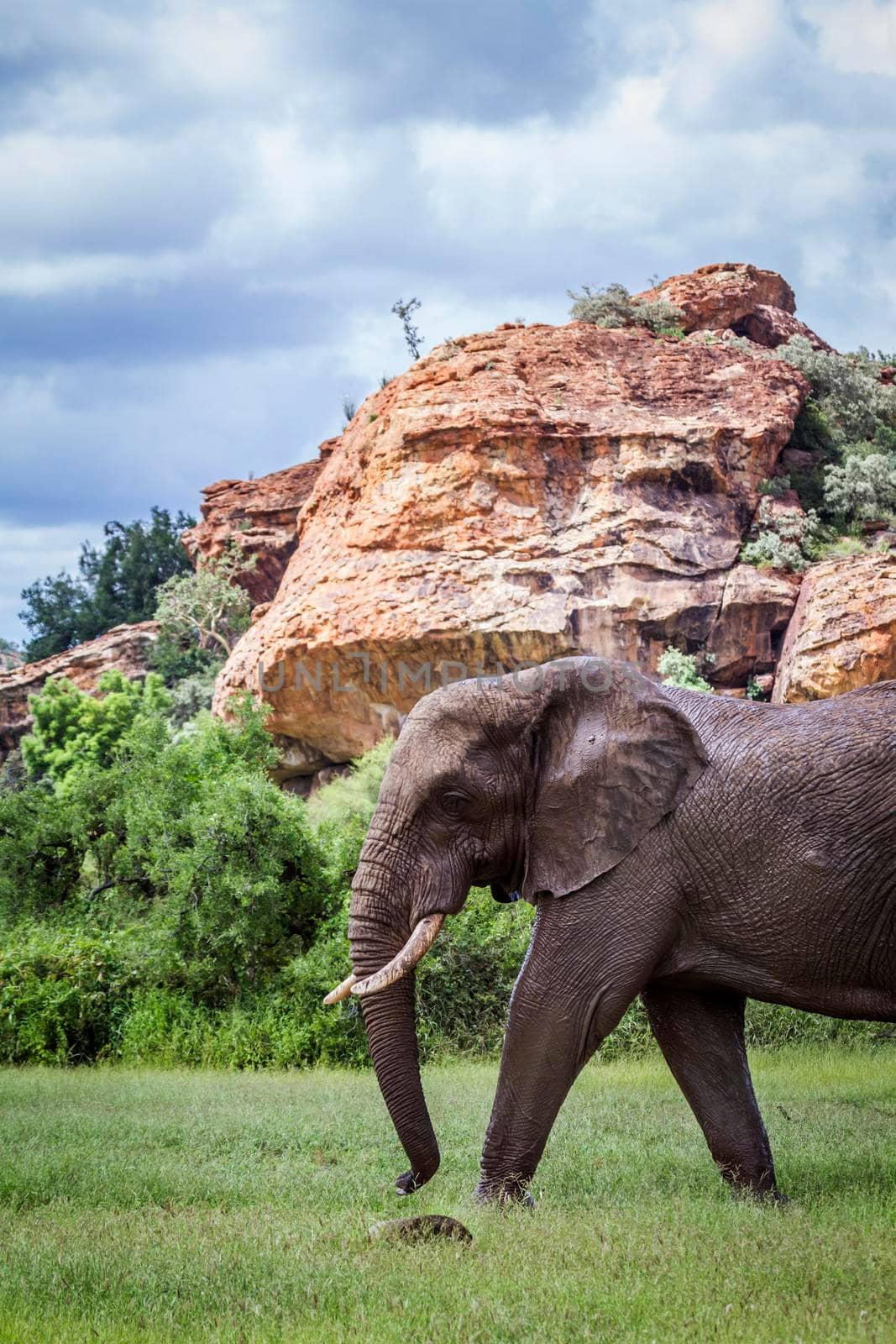 Specie Loxodonta africana family of Elephantidae