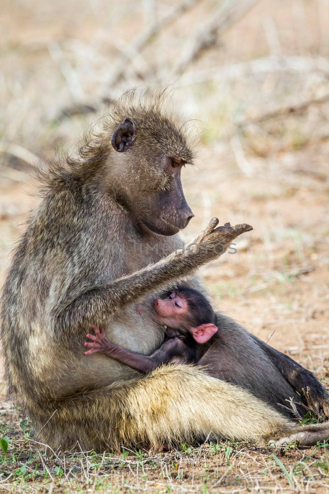 Chacma baboon in Kruger National park, South Africa by PACOCOMO