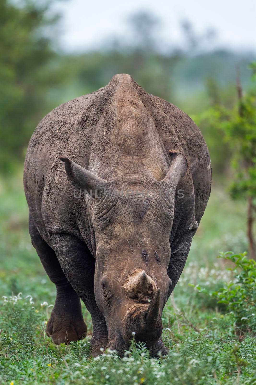 Specie Ceratotherium simum simum family of Rhinocerotidae