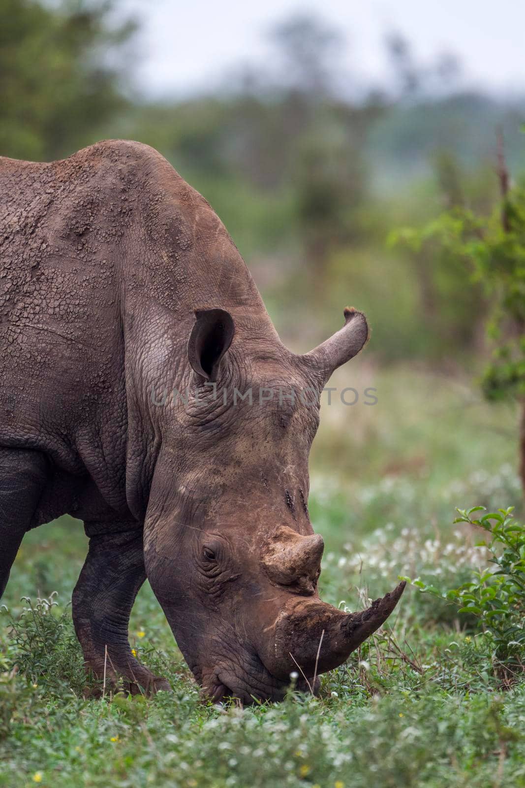 Specie Ceratotherium simum simum family of Rhinocerotidae