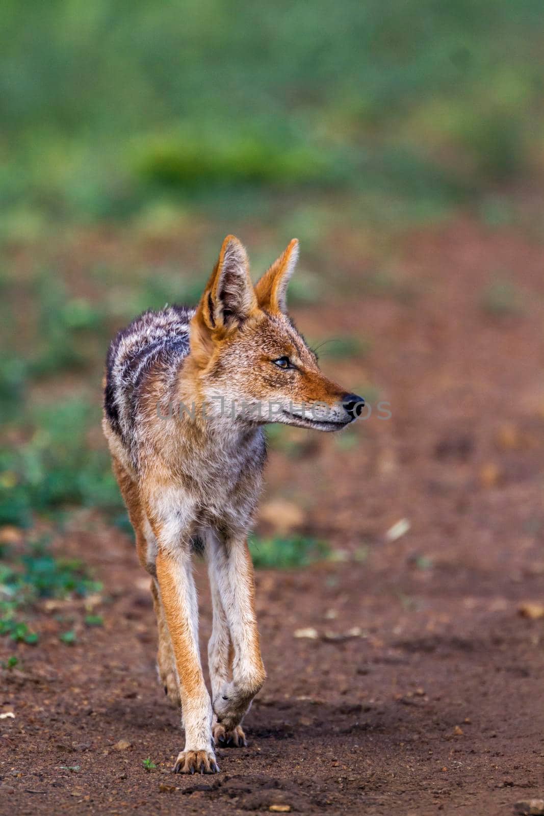 Black backed jackal in Kruger National park, South Africa by PACOCOMO