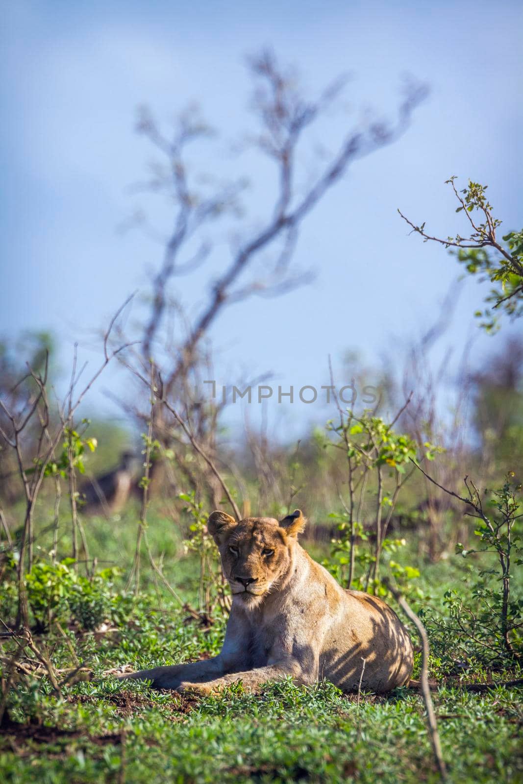 African lion in Kruger National park, South Africa by PACOCOMO