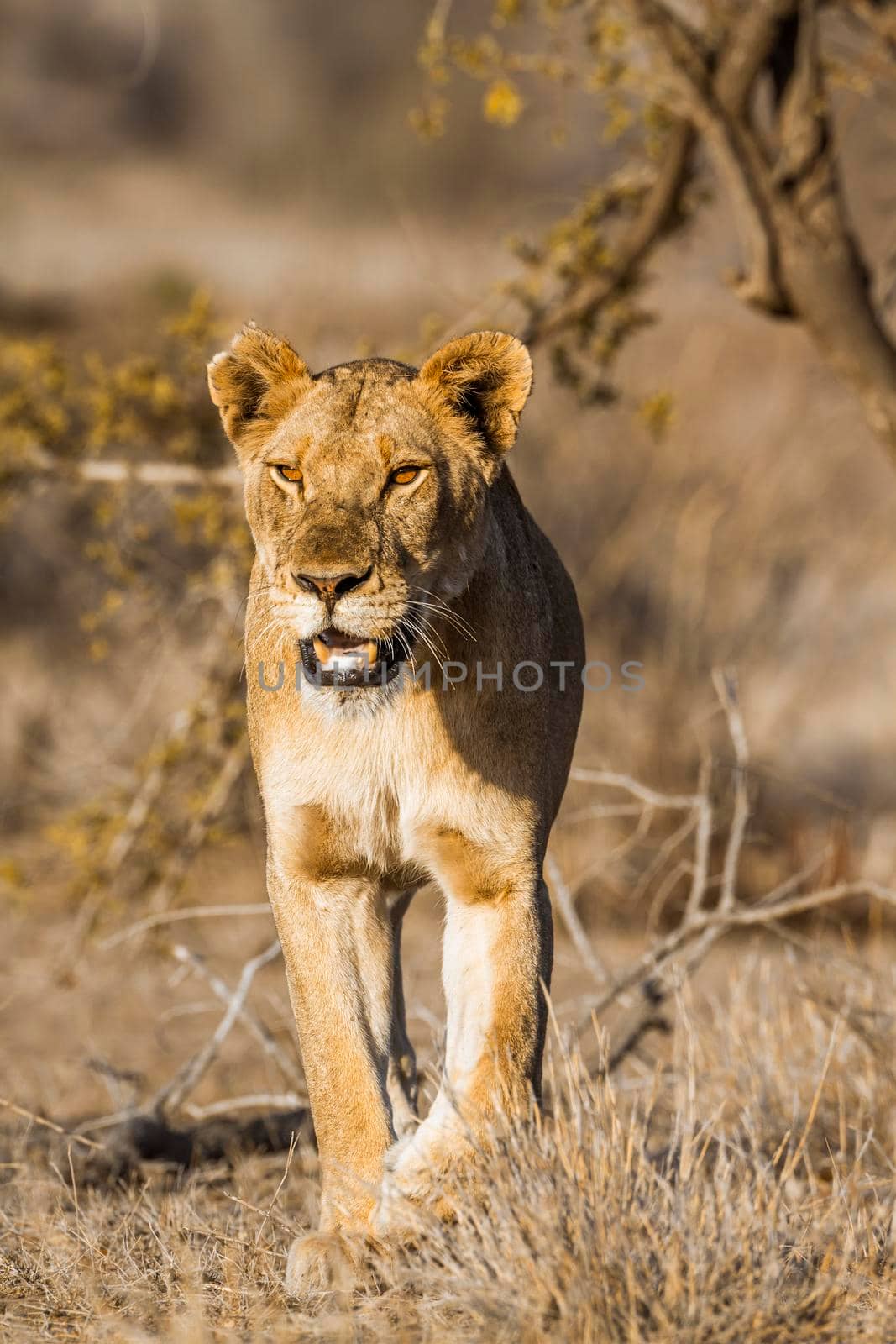 Specie Panthera leo family of Felidae