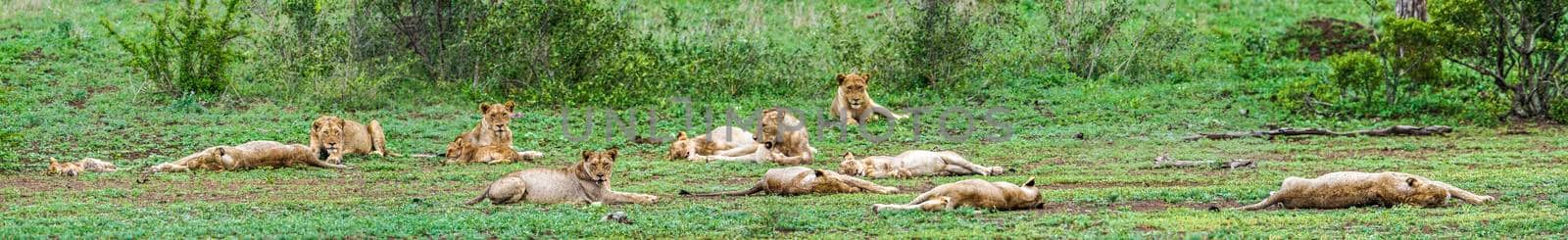 African lion in Kruger National park, South Africa by PACOCOMO