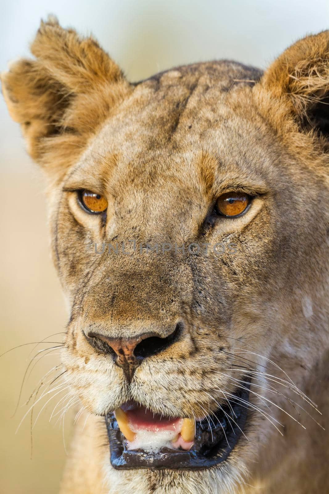 African lion in Kruger National park, South Africa by PACOCOMO