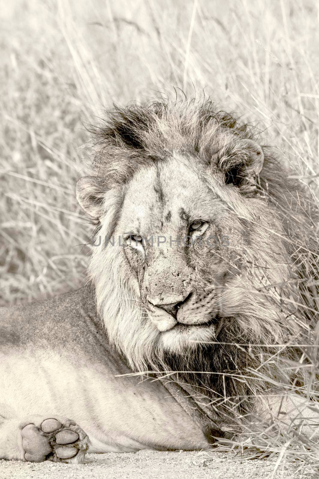 African lion in Kruger National park, South Africa by PACOCOMO