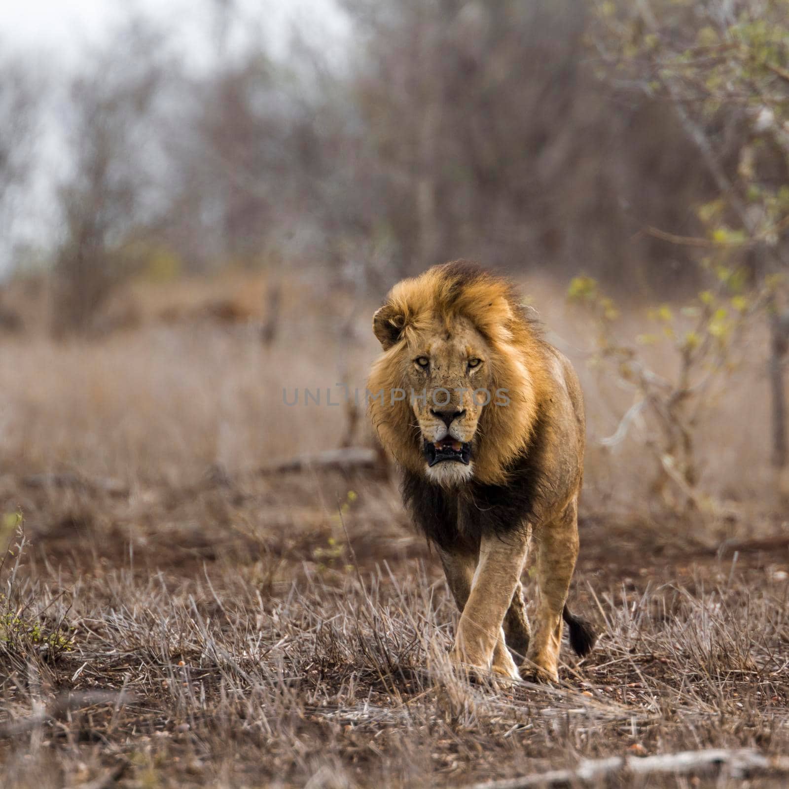 Specie Panthera leo family of Felidae