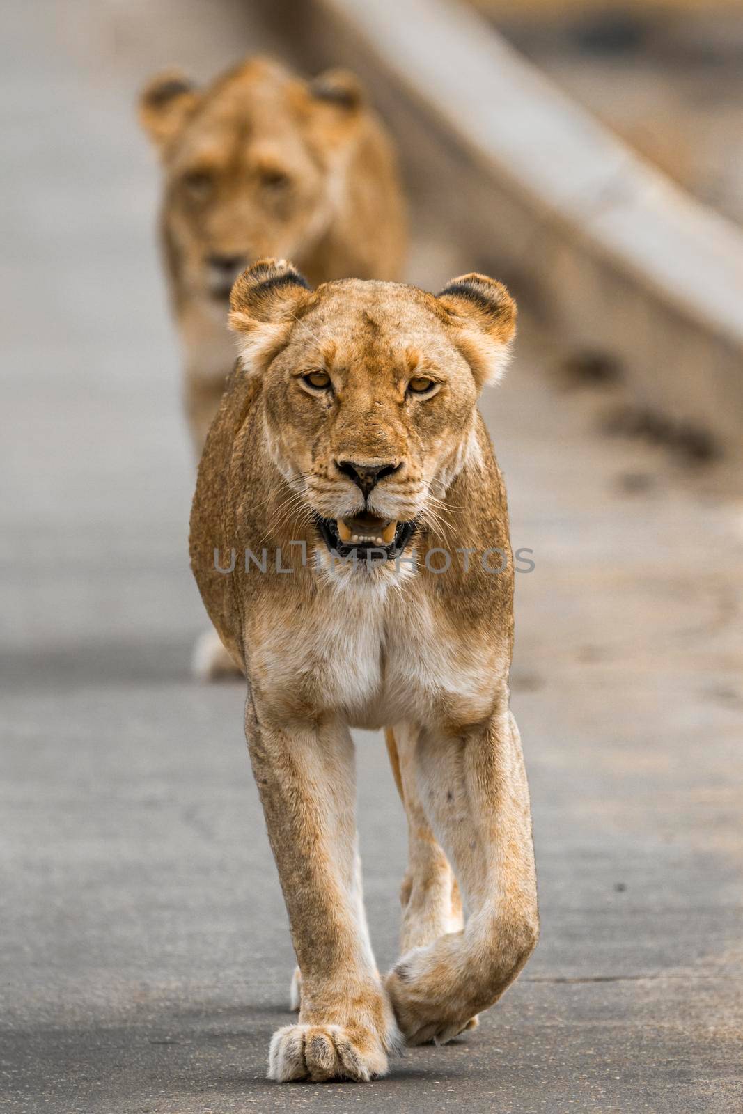 African lion in Kruger National park, South Africa by PACOCOMO