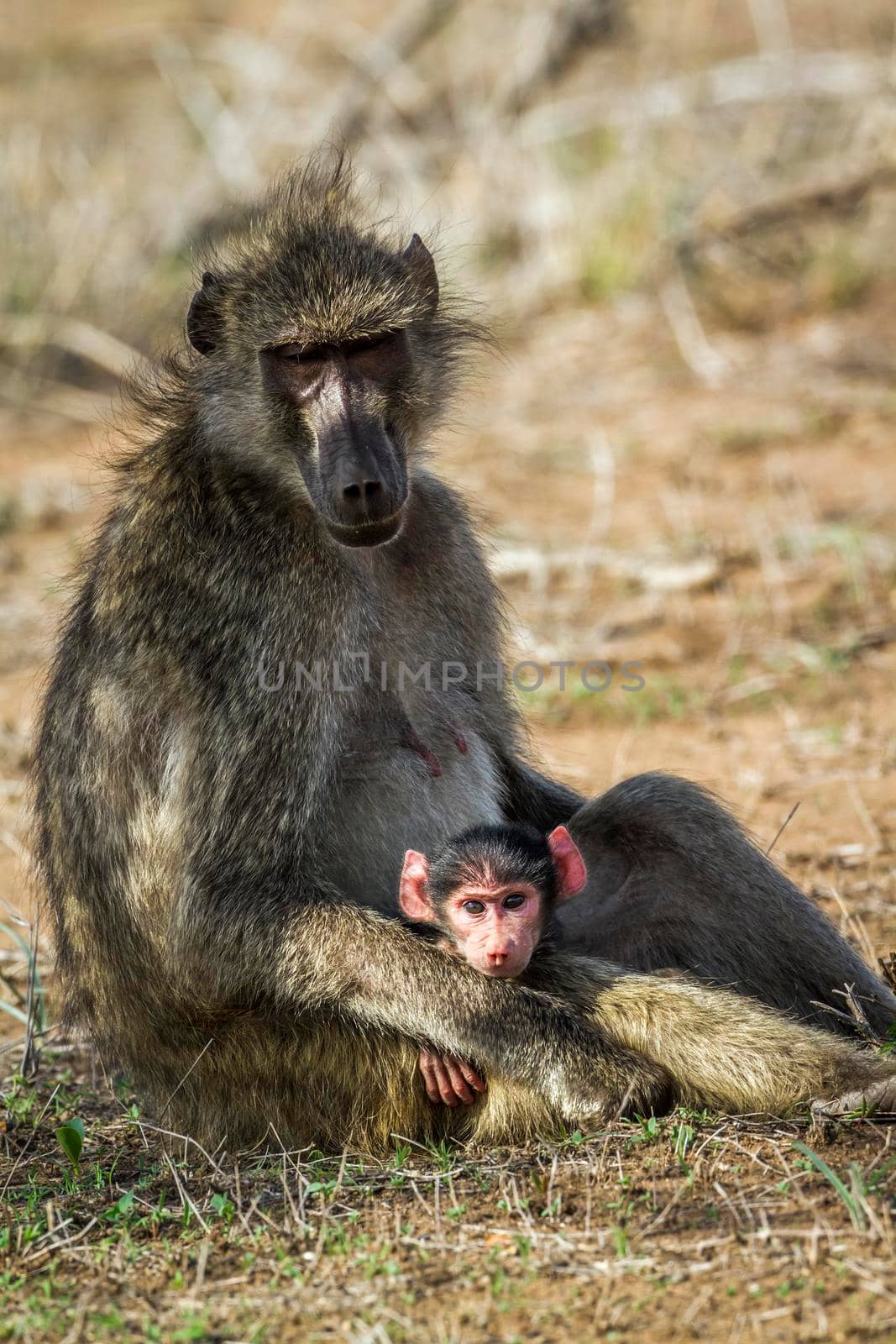 Chacma baboon in Kruger National park, South Africa by PACOCOMO