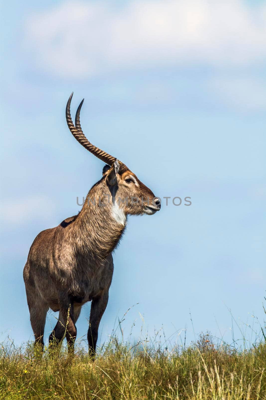 Specie Kobus ellipsiprymnus family of Bovidae