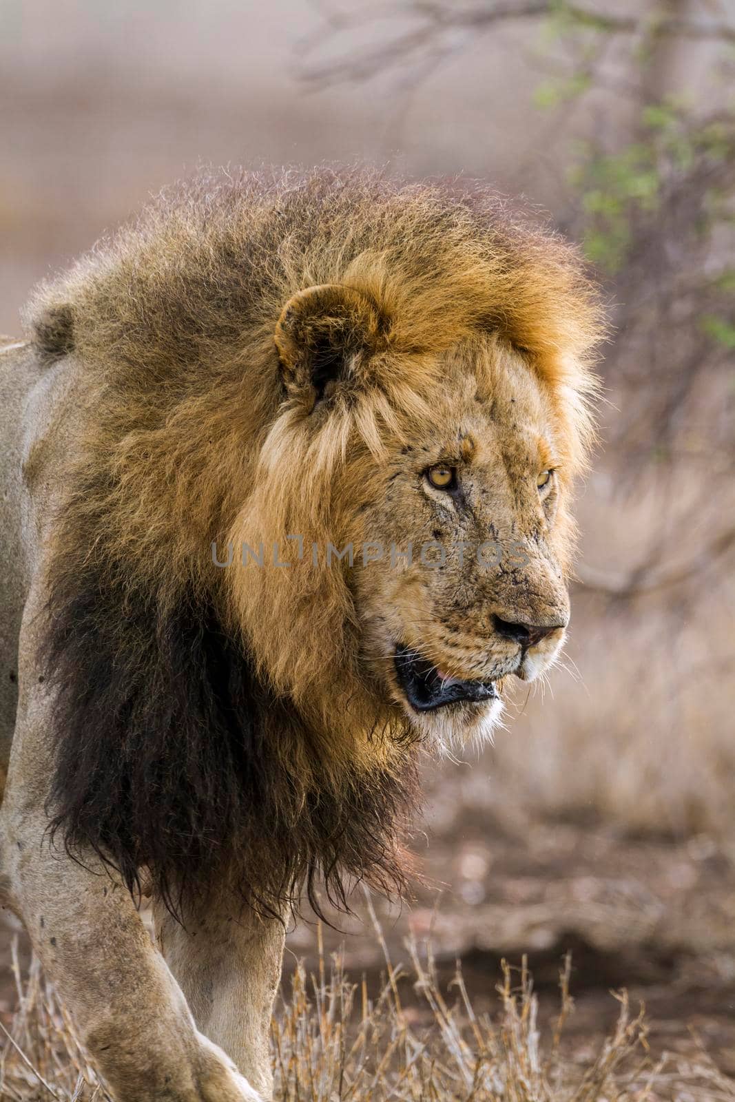 African lion in Kruger National park, South Africa by PACOCOMO