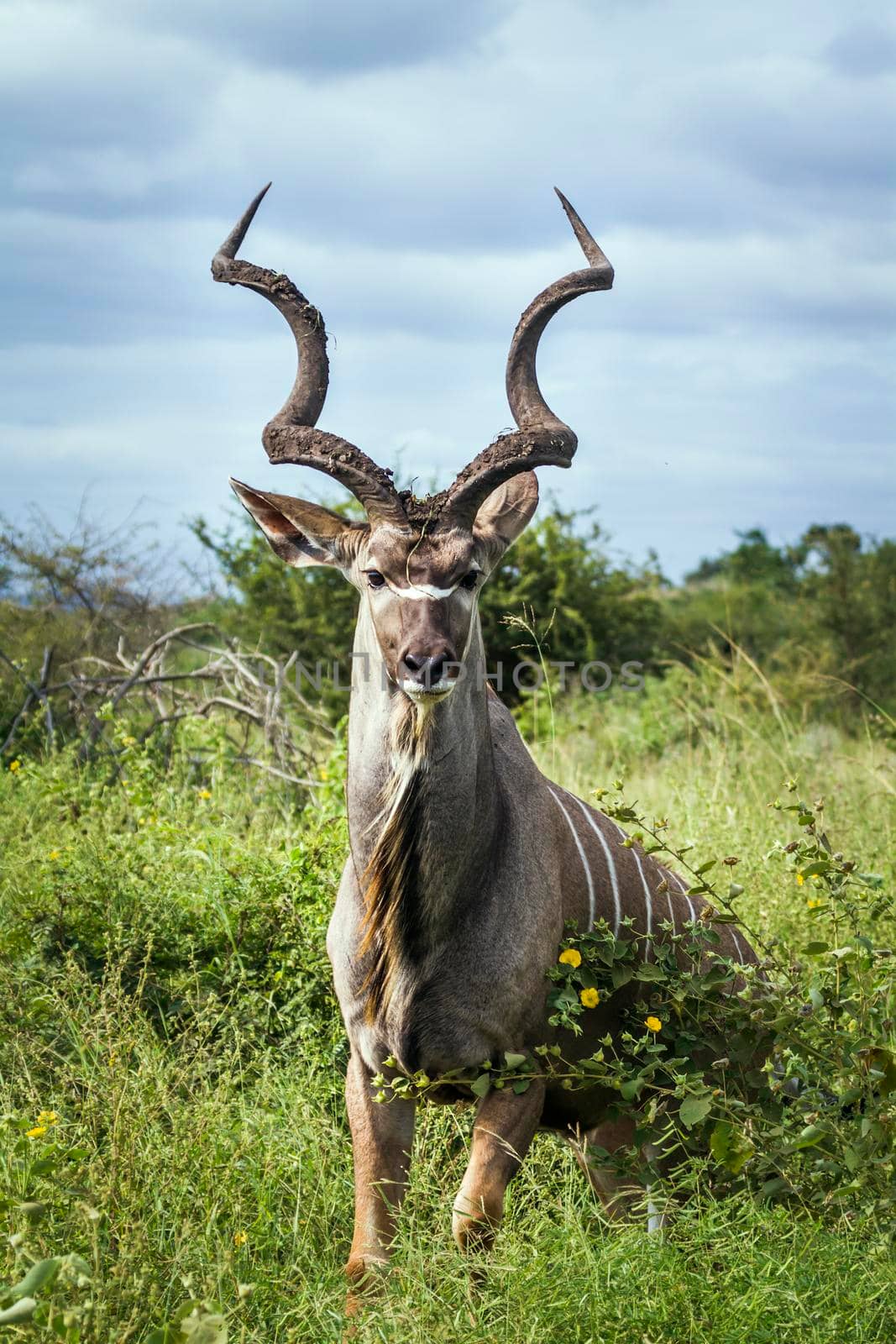 Specie Tragelaphus strepsiceros family of Bovidae