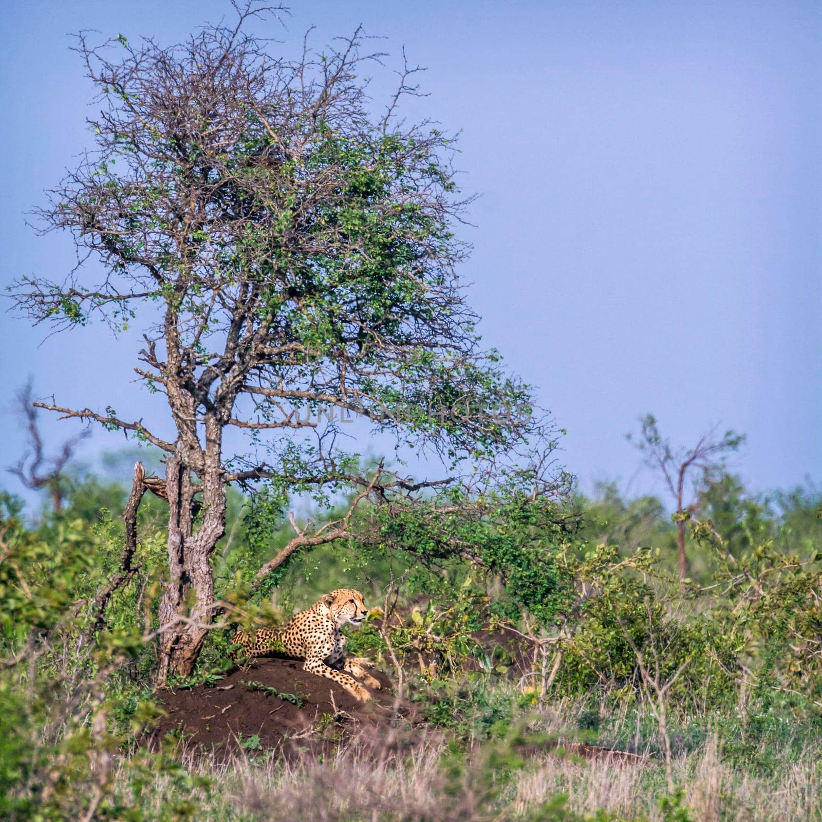 Cheetah in Kruger National park, South Africa by PACOCOMO
