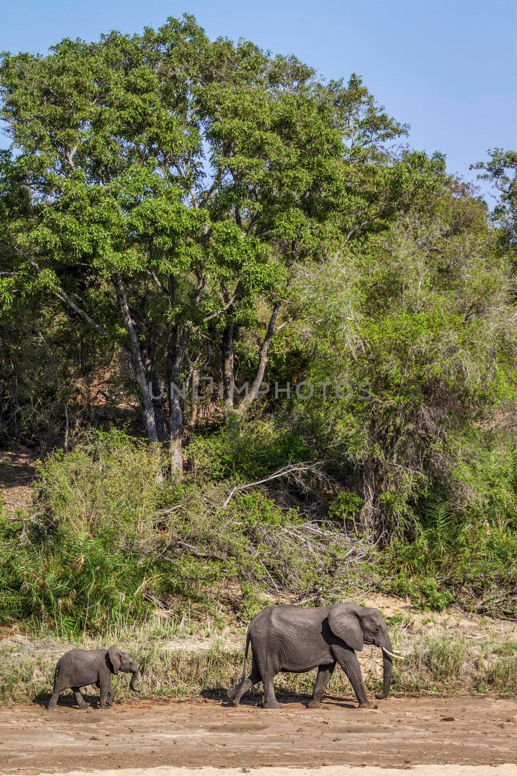 Specie Loxodonta africana family of Elephantidae