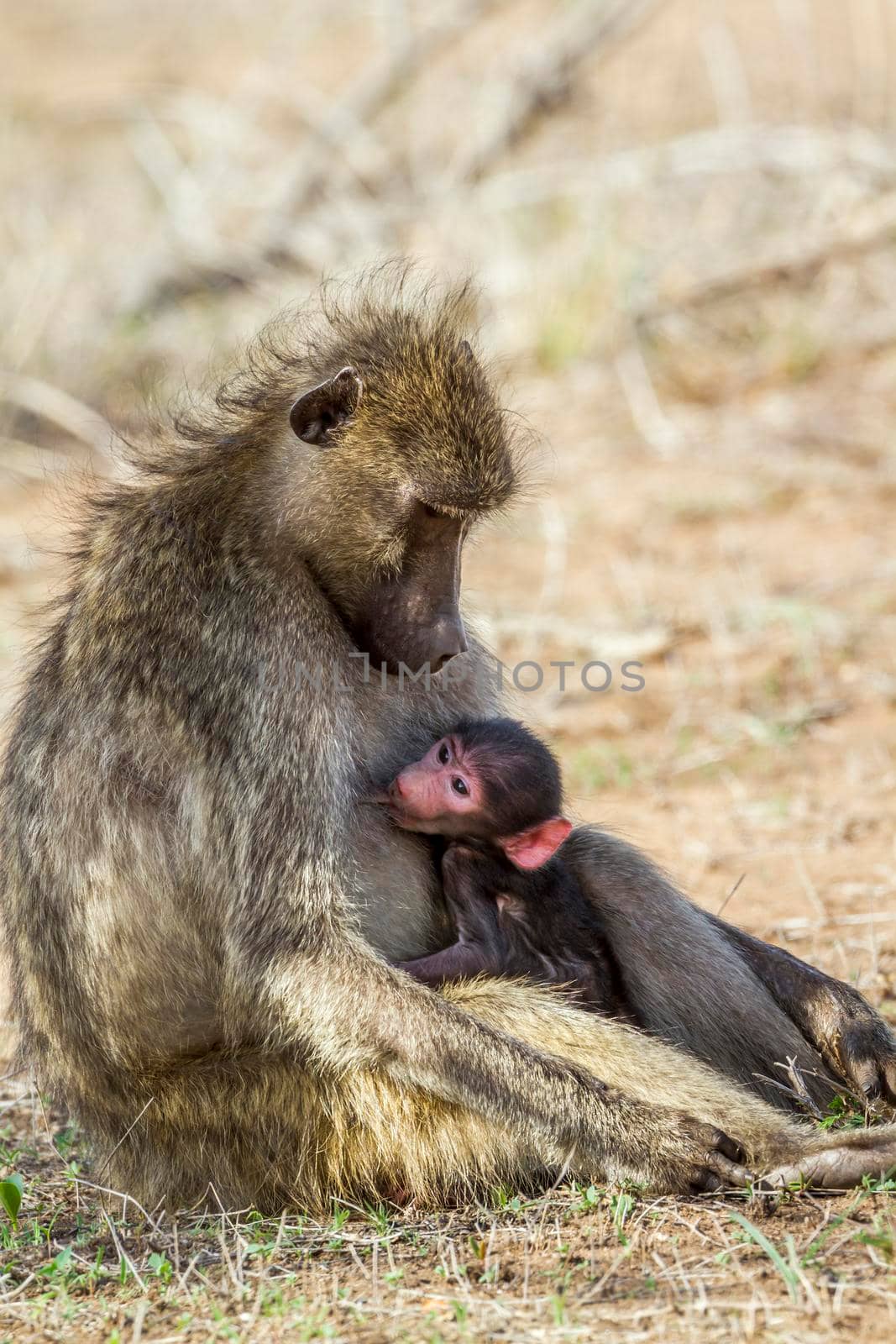 Chacma baboon in Kruger National park, South Africa by PACOCOMO