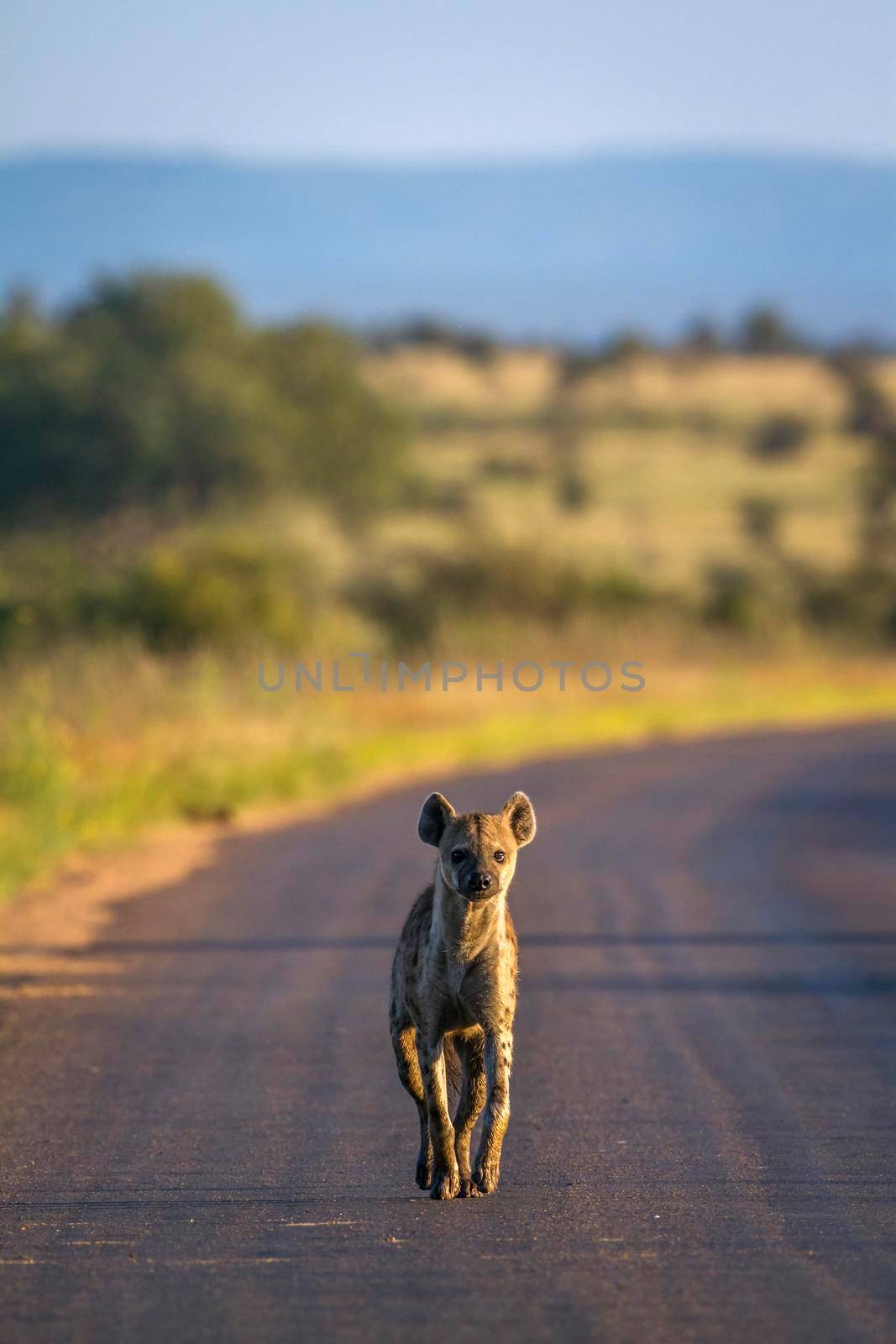 Spotted hyaena in Kruger National park, South Africa by PACOCOMO