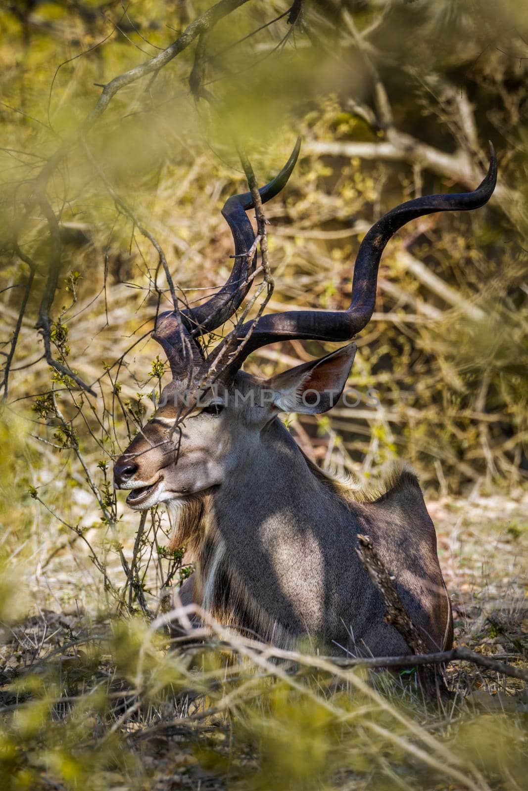 Greater kudu in Kruger National park, South Africa by PACOCOMO