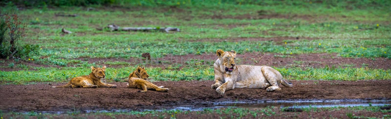 African lion in Kruger National park, South Africa by PACOCOMO