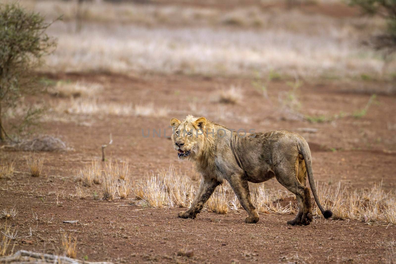 Specie Panthera leo family of Felidae