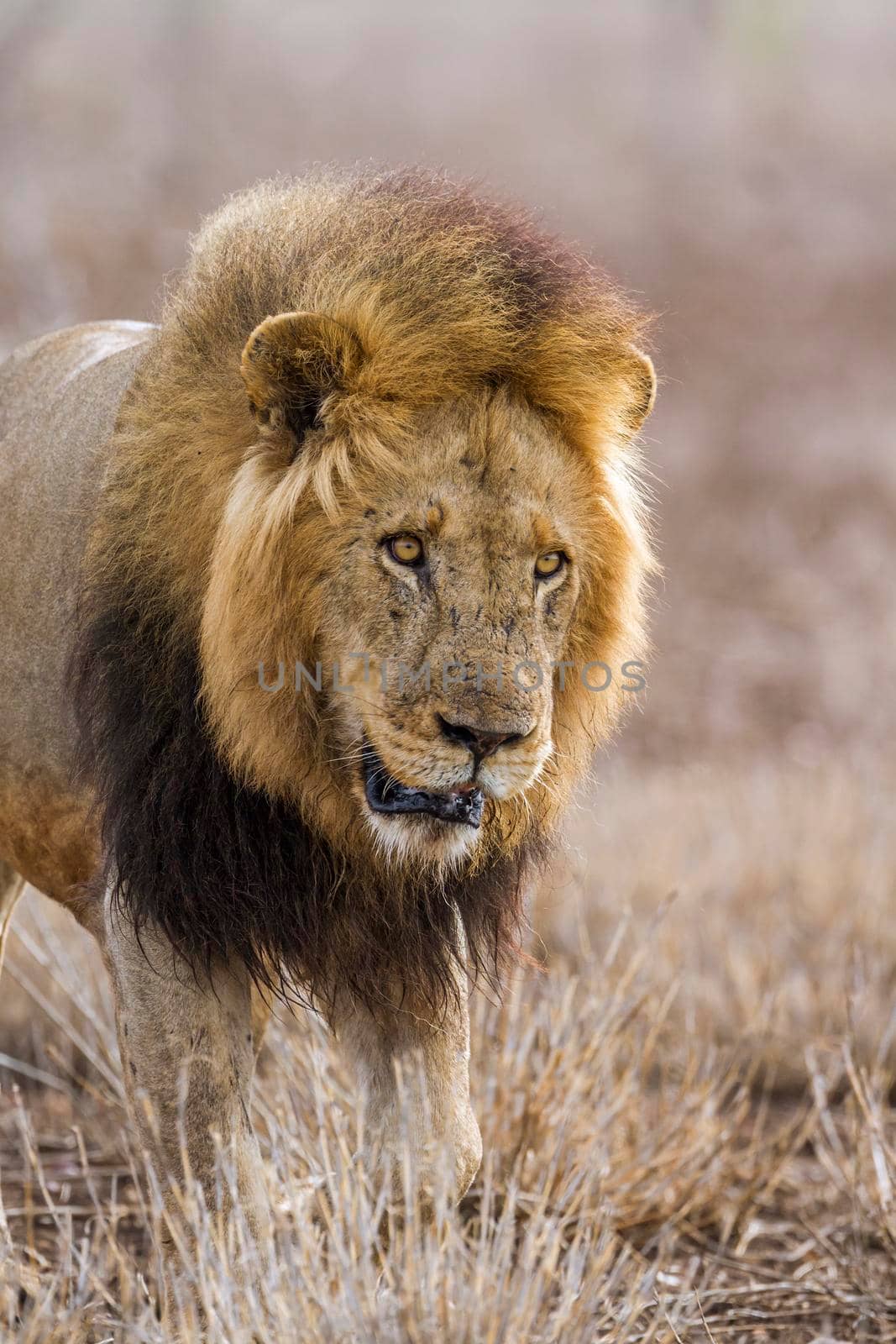 African lion in Kruger National park, South Africa by PACOCOMO