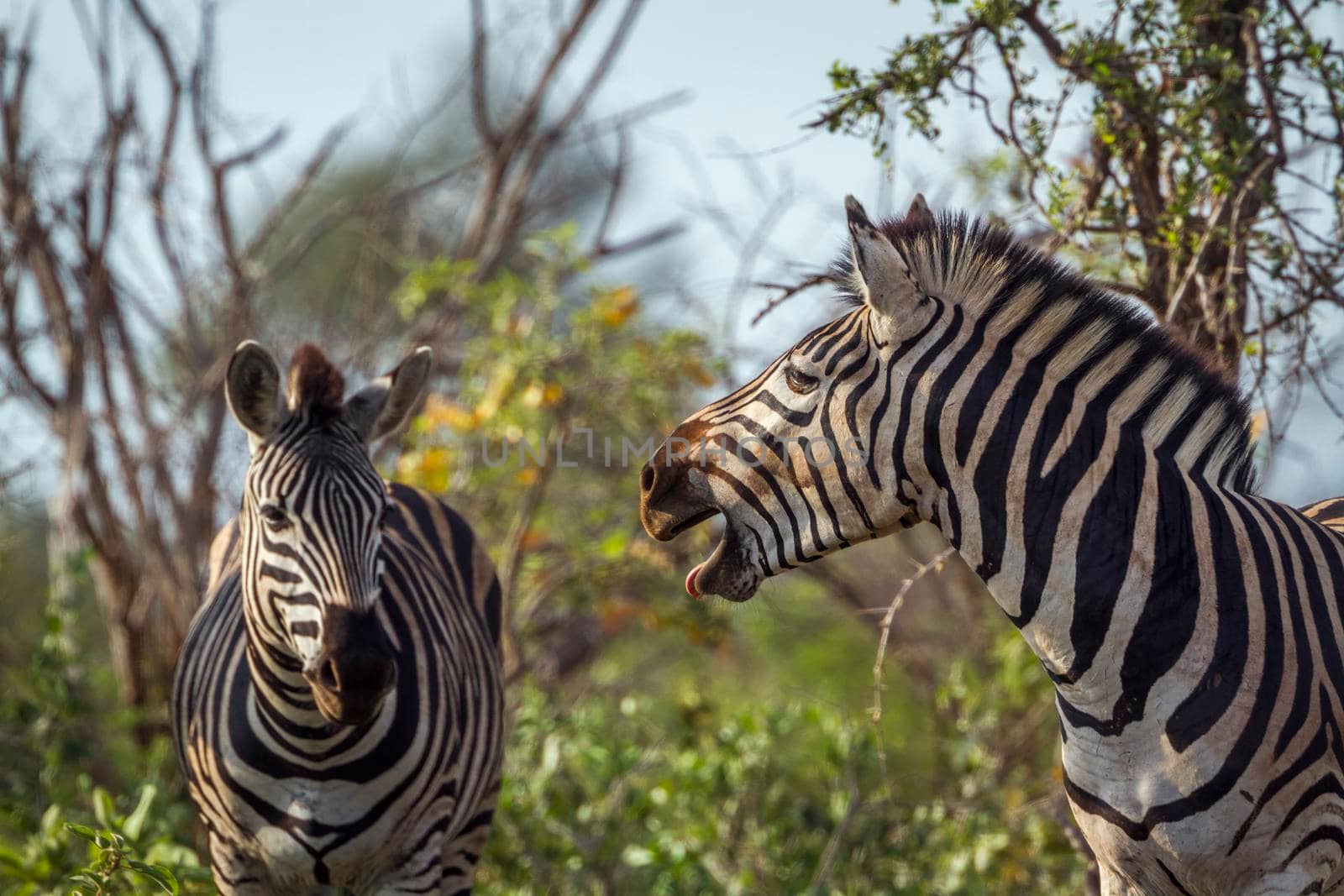 Specie Equus quagga burchellii family of Equidae