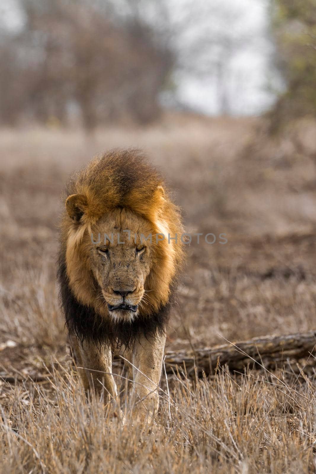 African lion in Kruger National park, South Africa by PACOCOMO