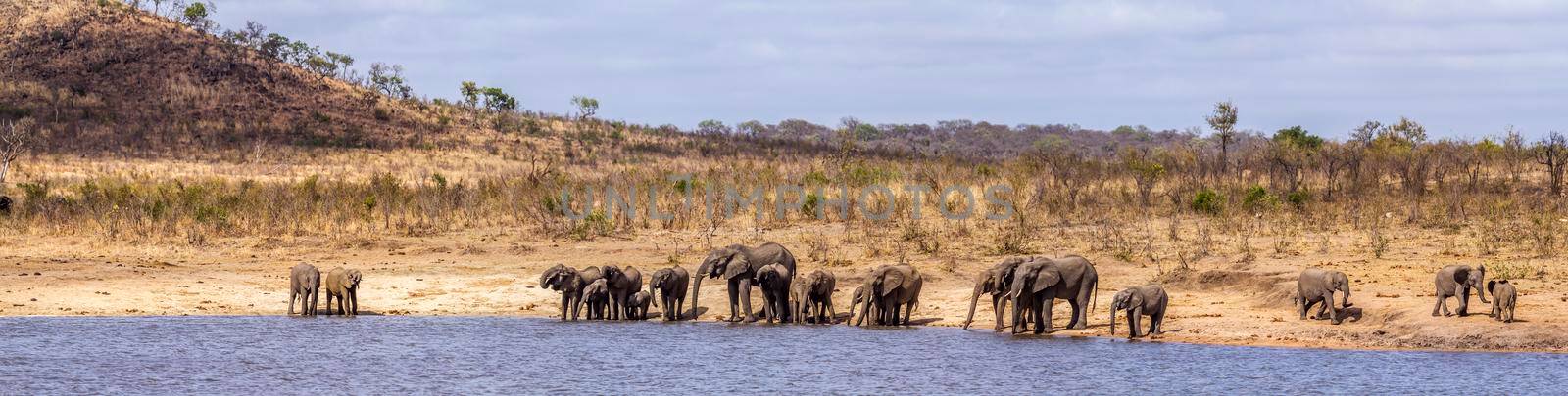 African bush elephant in Kruger National park, South Africa by PACOCOMO