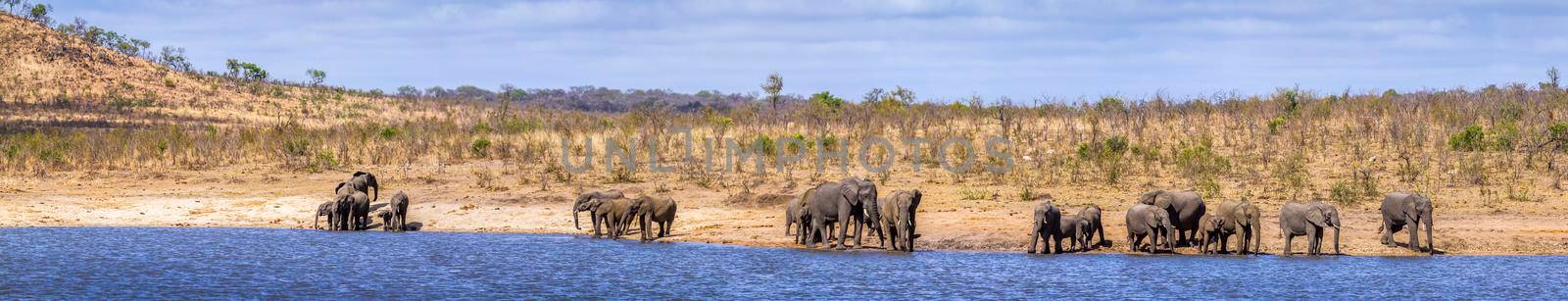 African bush elephant in Kruger National park, South Africa by PACOCOMO