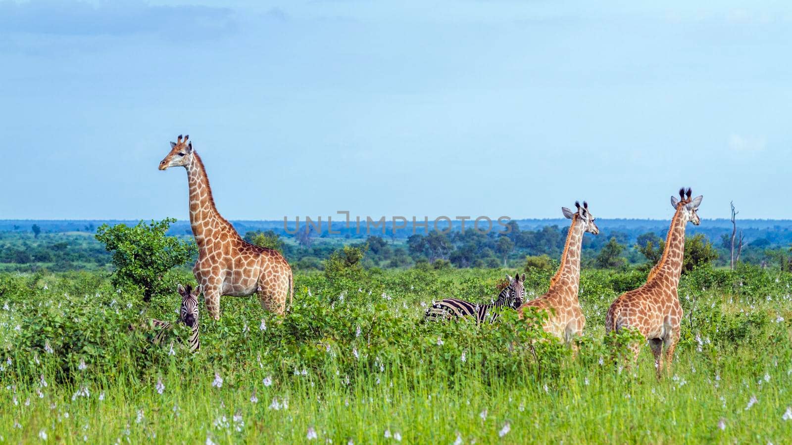 Specie Giraffa camelopardalis family of Giraffidae