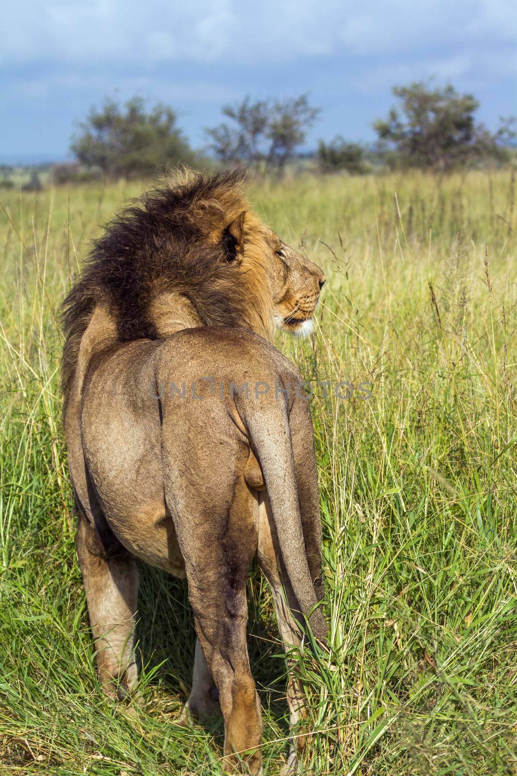African lion in Kruger National park, South Africa by PACOCOMO