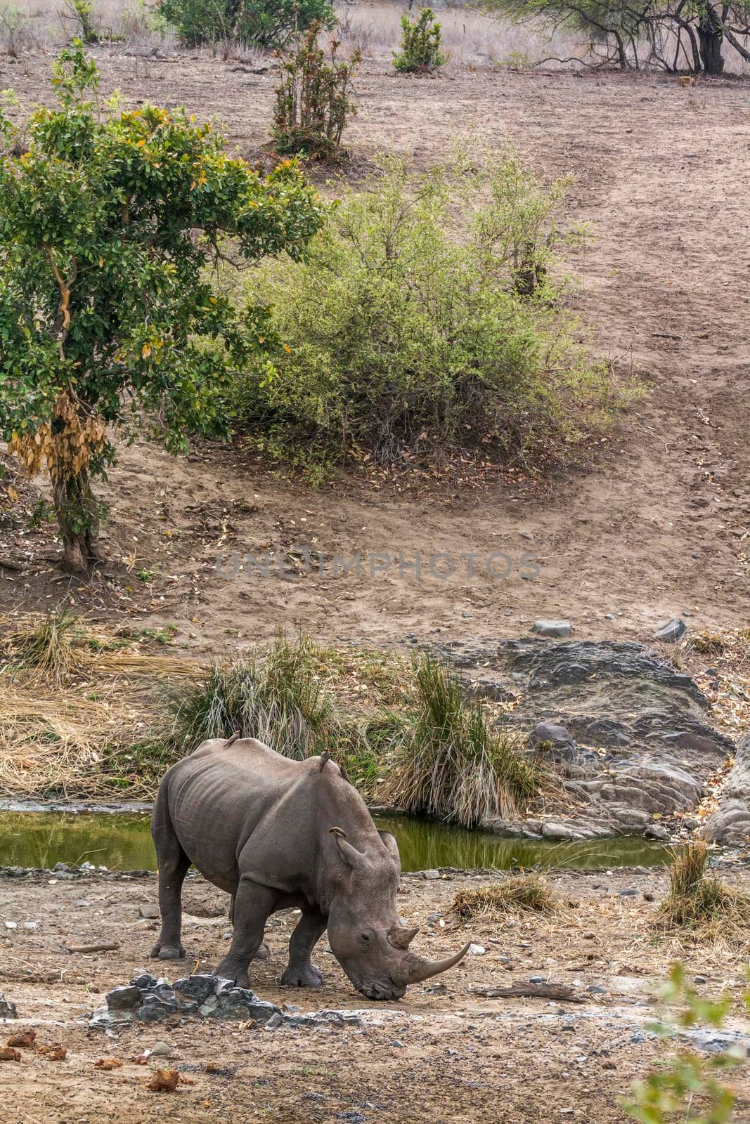 Specie Ceratotherium simum simum family of Rhinocerotidae