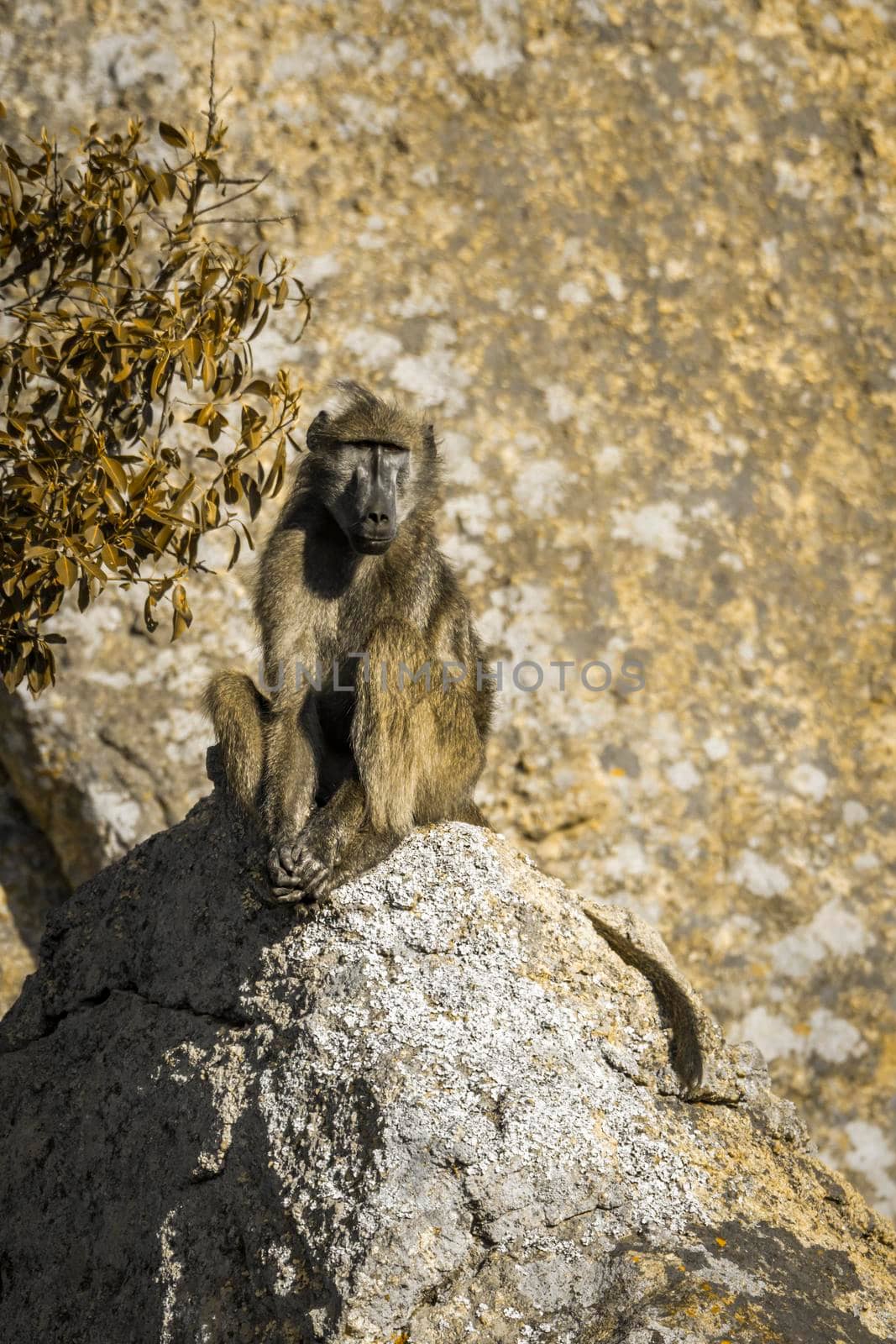 Chacma baboon in Kruger National park, South Africa by PACOCOMO