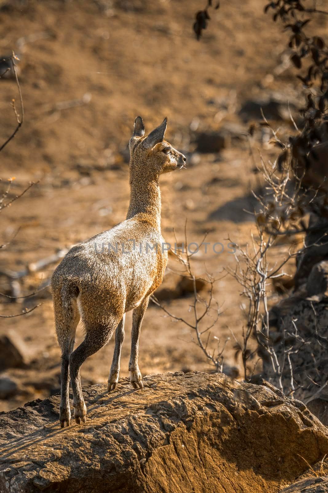 Specie Oreotragus oreotragus family of Bovidae