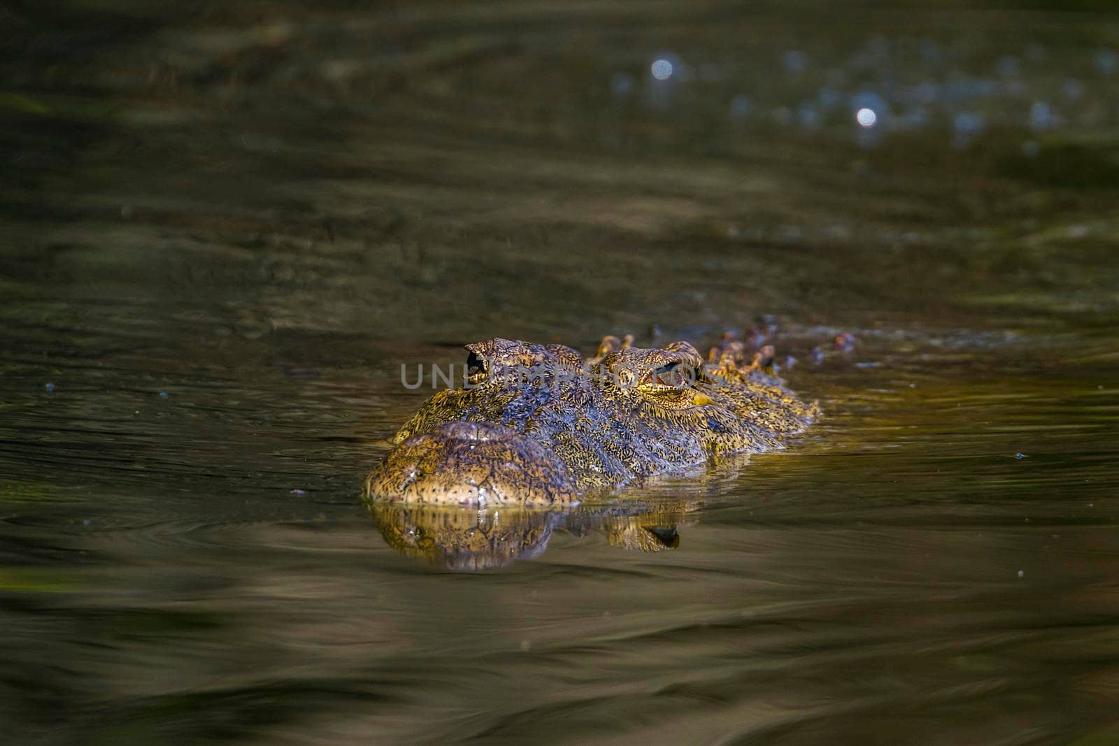 Specie Crocodylus niloticus family of Crocodylidae