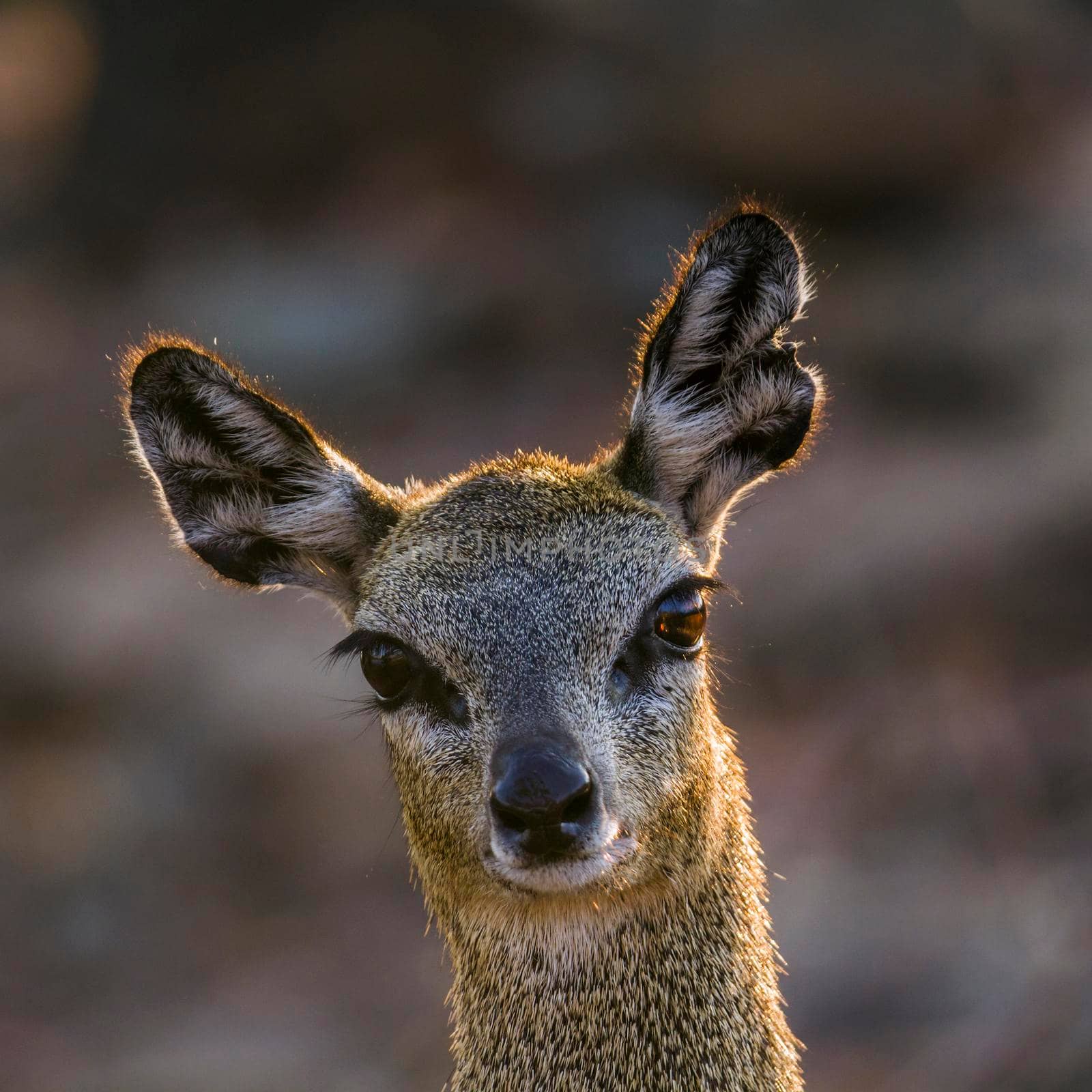 Klipspringer in Kruger National park, South Africa by PACOCOMO