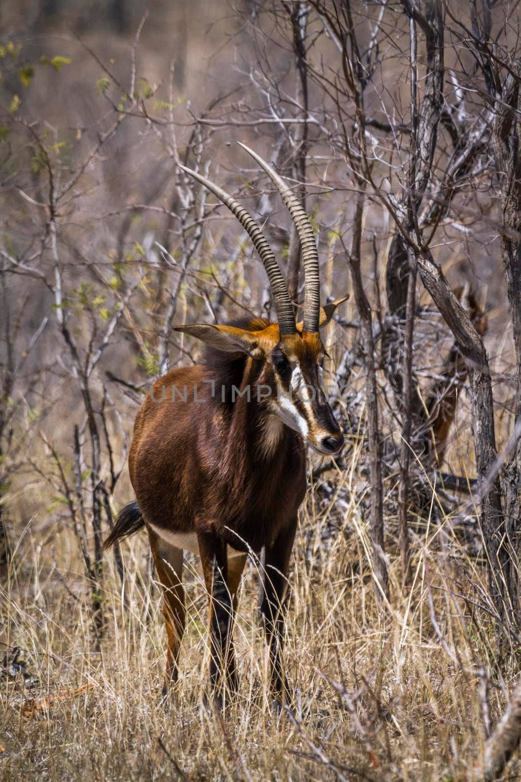 Specie Hippotragus niger family of Bovidae