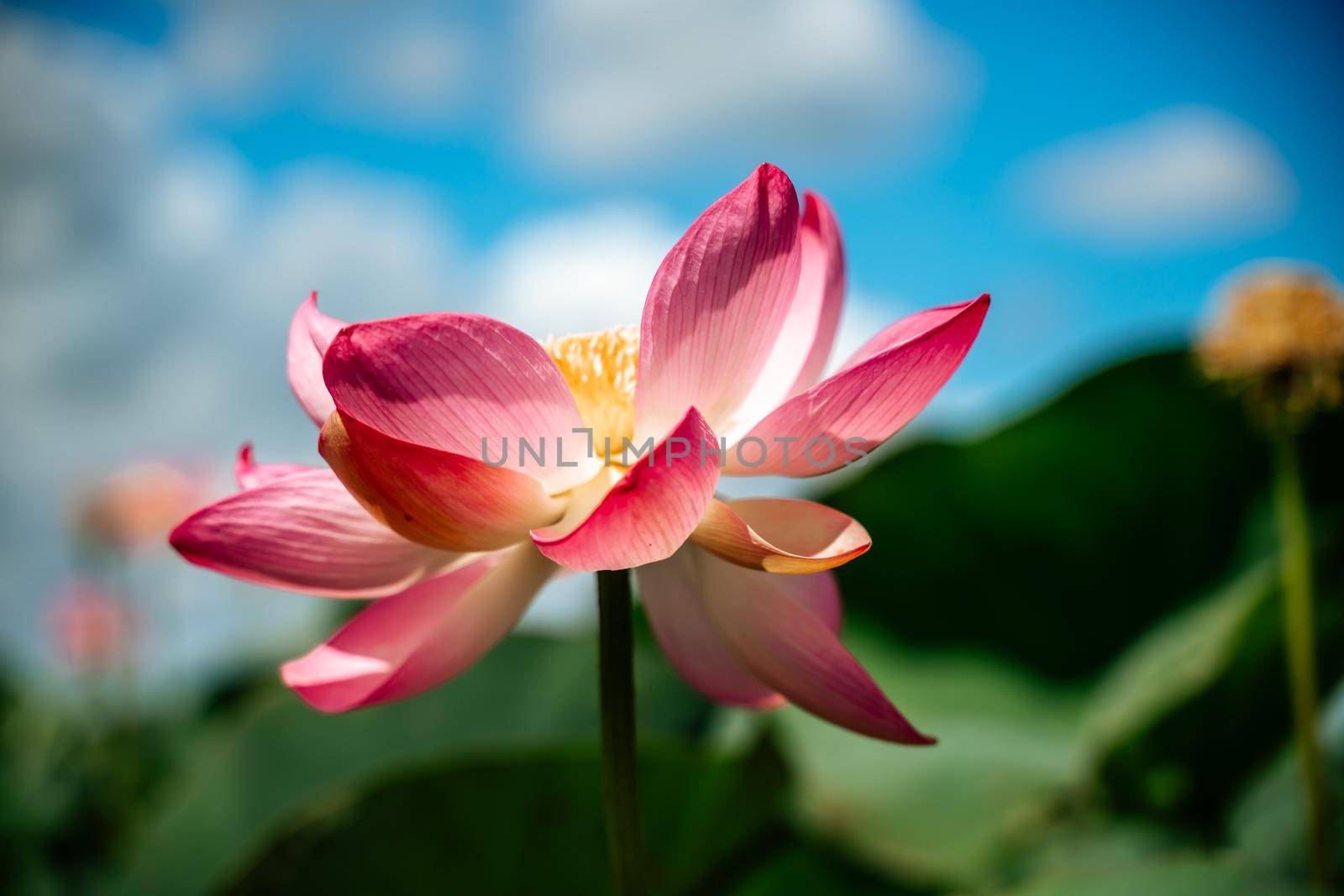 A pink lotus flower sways in the wind. Against the background of their green leaves. Lotus field on the lake in natural environment. by Matiunina