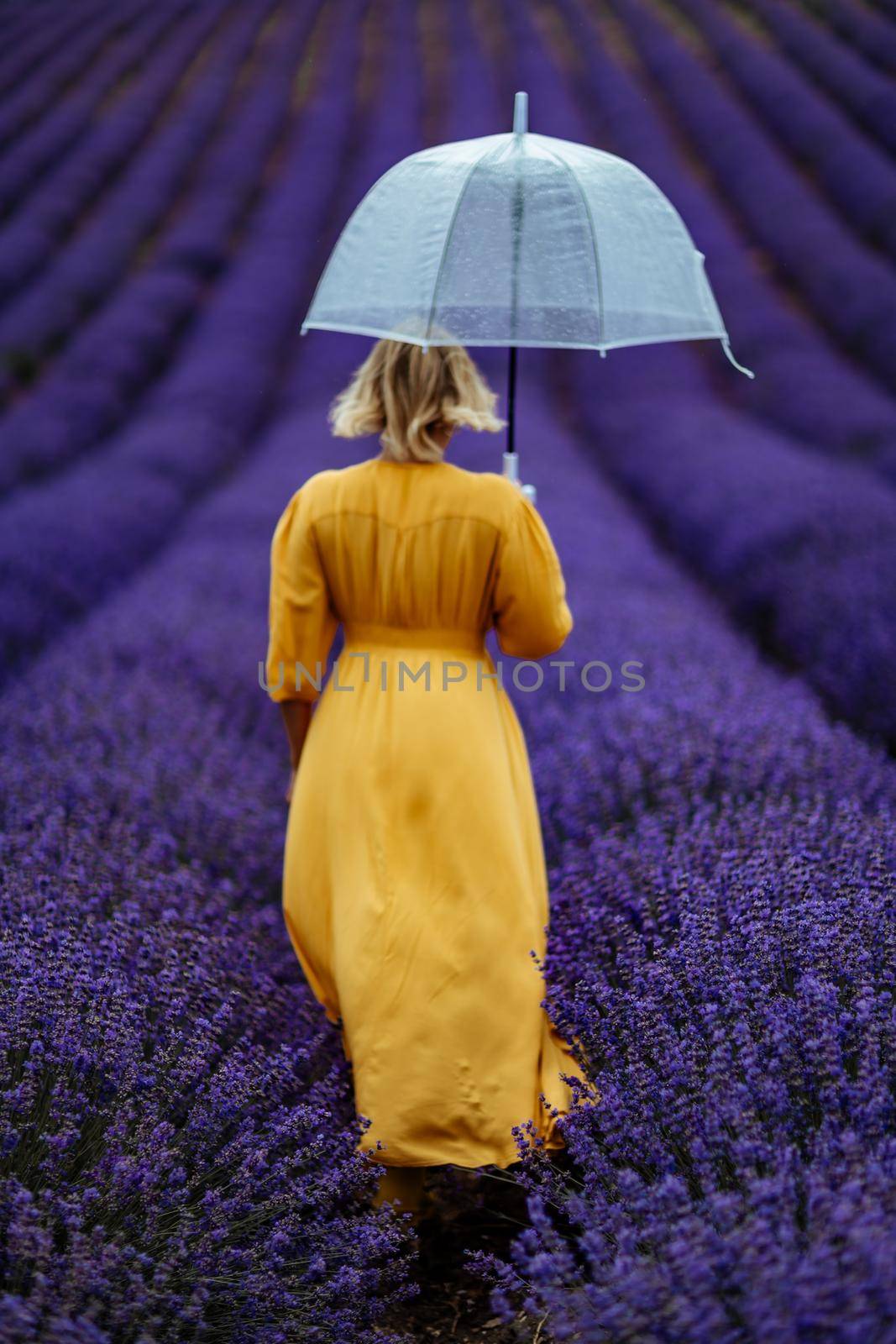 A middle-aged woman in a lavender field walks under an umbrella on a rainy day and enjoys aromatherapy. Aromatherapy concept, lavender oil, photo session in lavender.